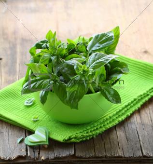 fresh green basil on a wooden table