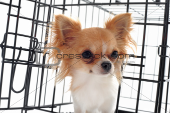 chihuahua in kennel