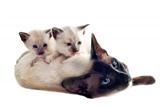 Siamese kitten and mother