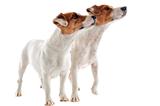 two jack russel terrier