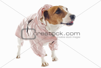jack russel terrier and raincoat
