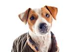 jack russel terrier with coat