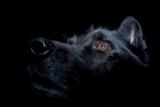 Black alsatian dog against dark background
