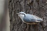 Nuthatch on a Tree Trunk Begging for Food