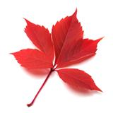 Red autumn leaf on white background