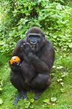Young gorilla eating fruit