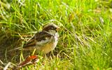 House sparrow or Passer domesticus feeding