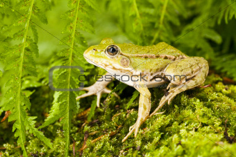 frog green