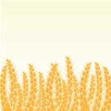 Wheat Post Card with Place for Text