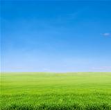 field of green grass over blue sky