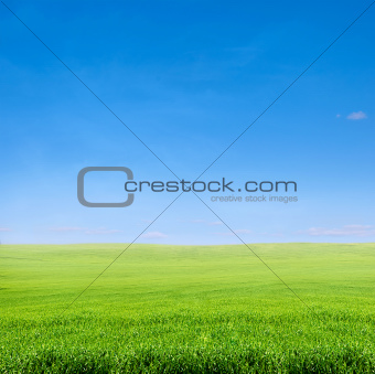 field of green grass over blue sky