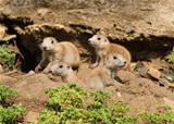 Black-Tailed Prarie Dogs