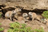 Black-Tailed Prarie Dogs