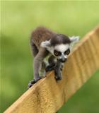 Baby Ring-Tailed Lemur