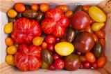 Heirloom tomato cultivars