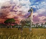 Giraffe At Sunset