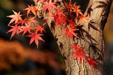 autumnal maple tree