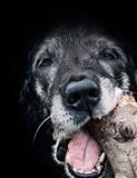 Dog munching log