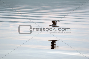 Gull over the water
