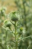 Bull Thistle with thorns