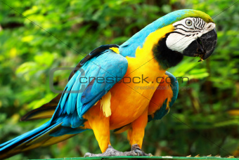Parrot – Blue-and-Yellow Macaw
