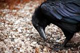 Raven Closeup