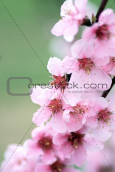 Soft Pink Spring