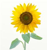Oil and watercolor stylized picture - Sunflower