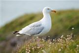 Profile of One Seagull On Cliff Edge.