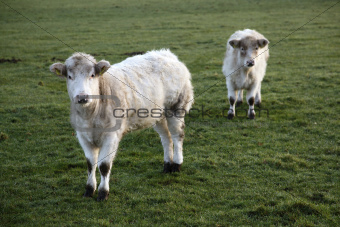 two white calfs