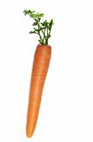 growing carrot