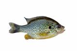 fish bass on white background