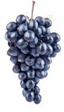 fresh blue grape fruits
