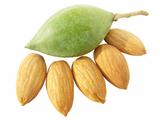 whole raw green almond with almond nuts