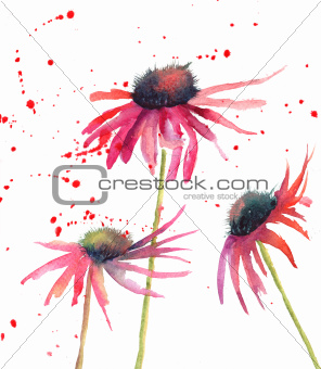Summer flowers, watercolor flowers 