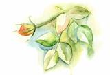 Watercolor illustration with green leaves and rose flower