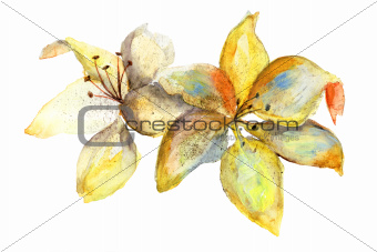 Yellow Lily flowers, watercolor illustration 