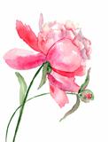 Beautiful Peony flower, Watercolor painting 