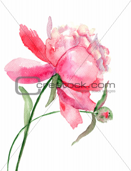 Beautiful Peony flower, Watercolor painting 