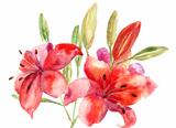 Beautiful Lily flowers, watercolor illustration 
