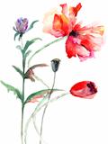Poppy flowers, watercolor illustration 