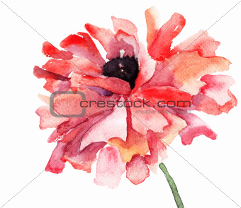 Stylized Poppy flower illustration 