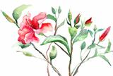 Stylized Malva flower, watercolor illustration 