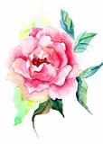 Beautiful Roses flowers, Watercolor painting 