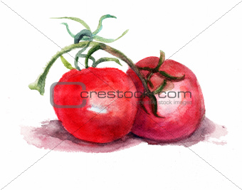 Watercolor illustration of red tomato 