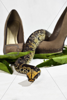 Snake and High Heels