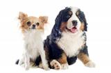 puppy bernese moutain dog and chihuahua