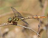 Broad-striped Forceptail Dragonfly