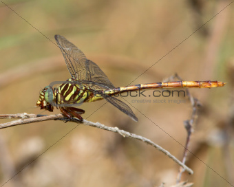 Broad-striped Forceptail Dragonfly