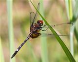 Checkered Setwing Dragonfly